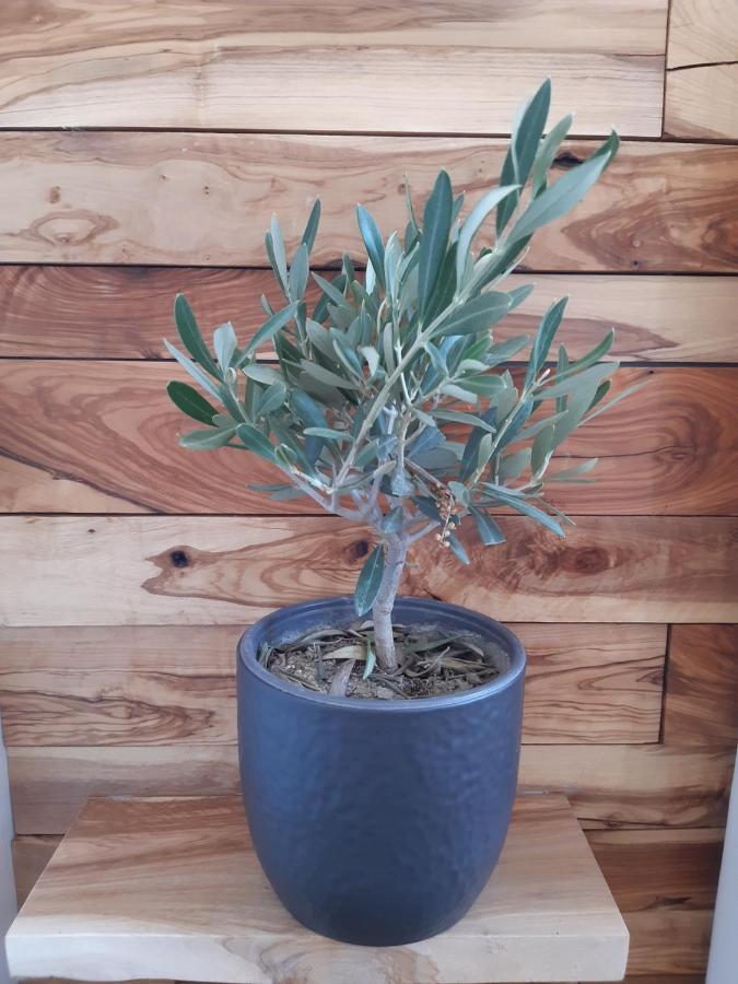 Little Olive Tree House Lejlighed Sali Eksteriør billede
